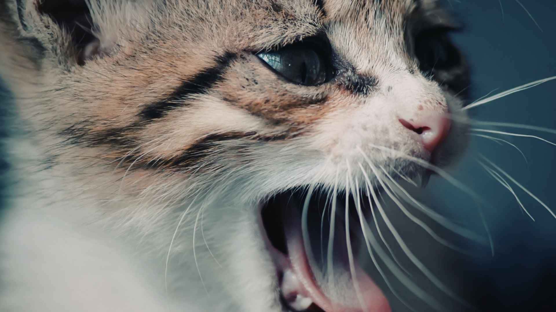 Alarma con sangre en la orina de los gatos